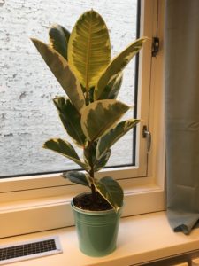 Plante-vår plante