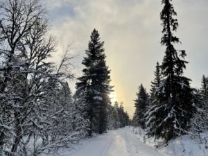 Snødekte trær med skispor i midten